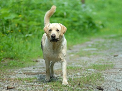 Holiday apartment Landhouse Heimat - Environment photo 19