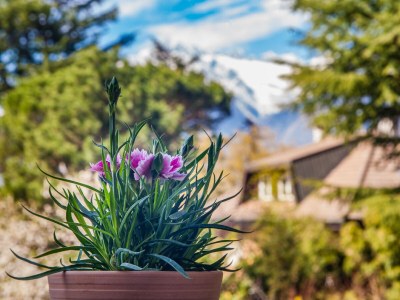 Apartment Two-room apartment in Merano at the Residence Villa Eleonora - Outdoor photo 11