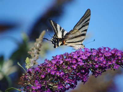 Holiday apartment Coldirodi, San Remo - Outdoor photo 3
