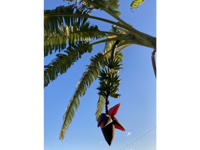 Holiday apartment Coldirodi, San Remo - Outdoor photo 10