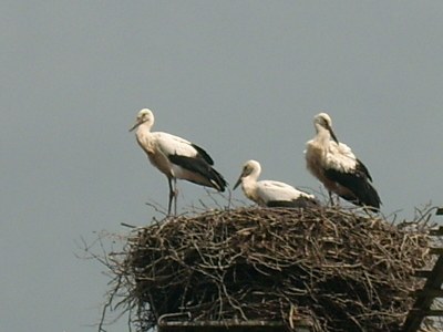 Holiday apartment Bookbindery am Haintor - Outdoor photo 16