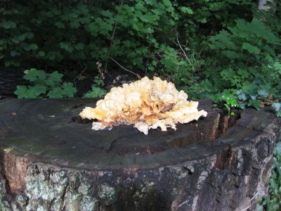 Holiday apartment Bookbindery am Haintor - Document photo 43