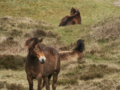 Holiday house Texel Californiëweg 305 - Environment photo 27