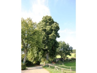 Holiday apartment Enzian - Environment photo 31