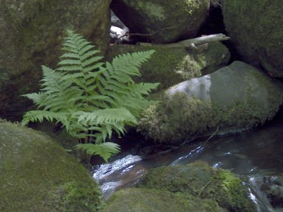 Holiday apartment Panoramablick Höllbachtal - Environment photo 14