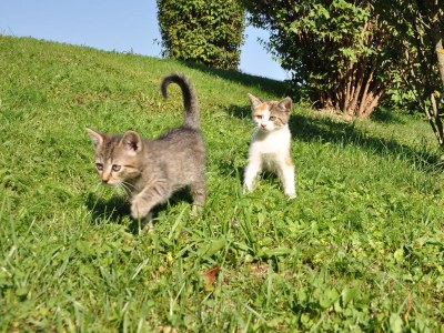 Apartment 1 am Faaker See - Karglhof - Südblick - Environment photo 19