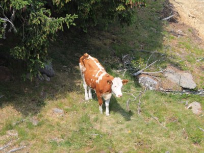 Chalet Klippitzhimmel - Environment photo 32