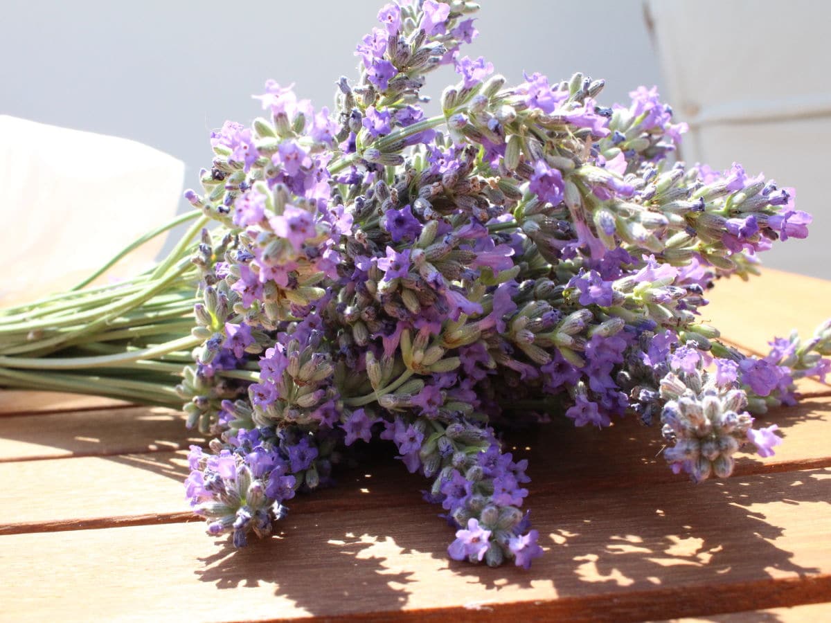 Holiday apartment Lavanda