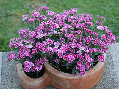 Holiday apartment Reindl "Brennerin" - Outdoor photo 12