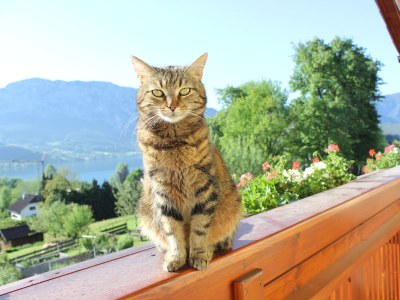 Holiday apartment Reindl "Brennerin" - Document photo 42