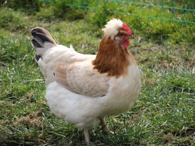 Holiday apartment Reindl "Brennerin" - Document photo 43