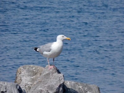 Holiday house Bruinisse 2 - Environment photo 20