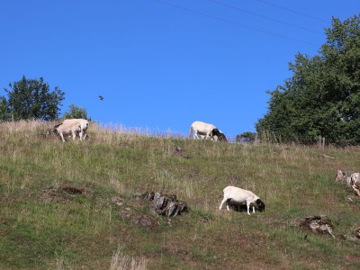 Holiday apartment Jägerleiten - Environment photo 18