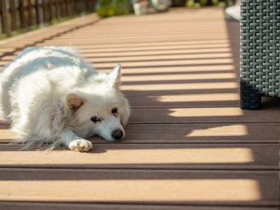 Apartment Sunrise Niederhaushof - Outdoor photo 9