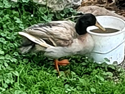 Apartment Sunrise Niederhaushof - Outdoor photo 11