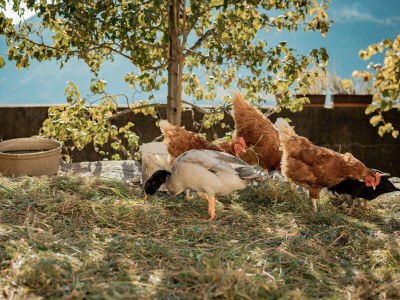 Apartment Sunrise Niederhaushof - Outdoor photo 16