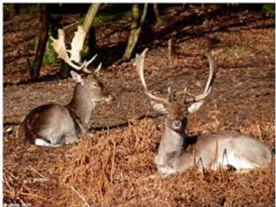 Holiday apartment de Ridder - Environment photo 19