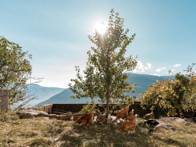 Apartment Kastanie Niederhaushof - Outdoor photo 12