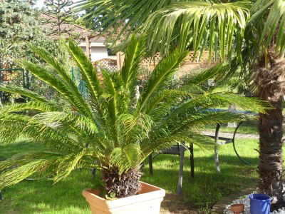 Holiday apartment Gästehaus König - Outdoor photo 10