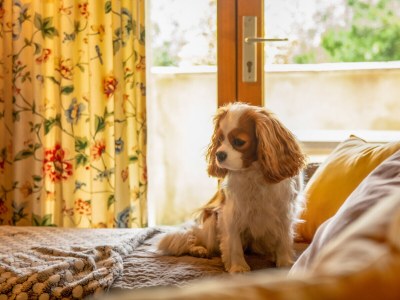 Holiday house In the south of France, La Bastide - Features photo 14