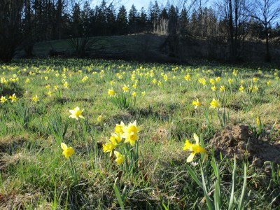 Holiday house "Zum Vennbiber" - Environment photo 15