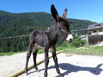 Holiday apartment "Sternhimmel" Spinuserhof - Outdoor photo 12
