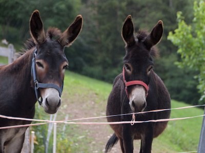 Holiday apartment "Sternhimmel" Spinuserhof - Outdoor photo 18