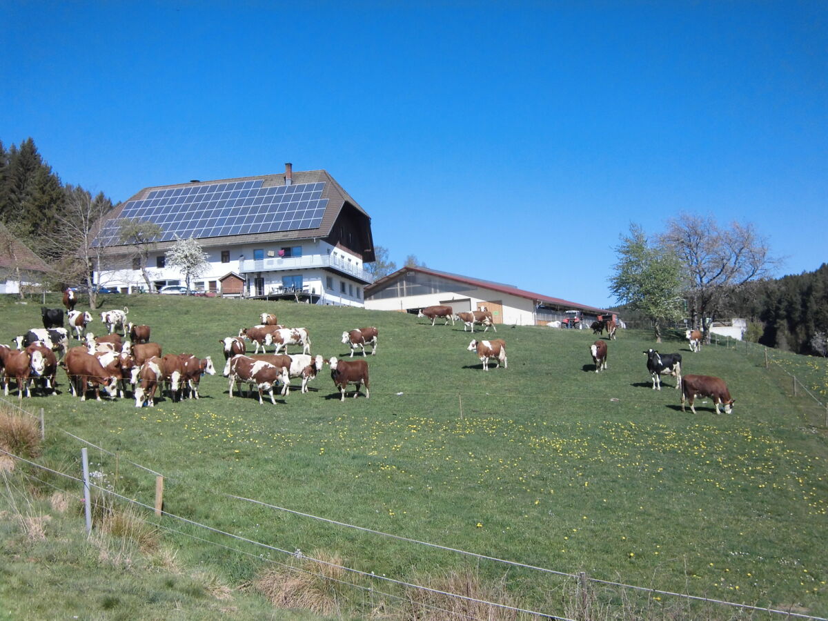 Holiday apartment Ursprung - Outdoor photo 5