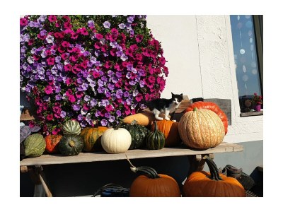 Holiday apartment Ursprung - Outdoor photo 10