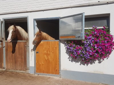 Holiday apartment Ursprung - Outdoor photo 11