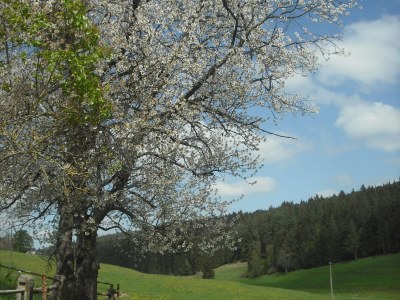 Holiday apartment Ursprung - Environment photo 27