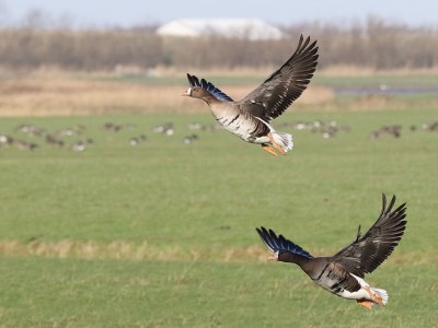 Bungalow Verste Coogh 52 - Environment photo 27