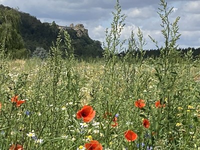 Holiday house Kißner - Outdoor photo 17