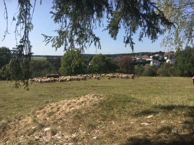 Holiday house 6 person holiday home in Karrebæksminde - Environment photo 24