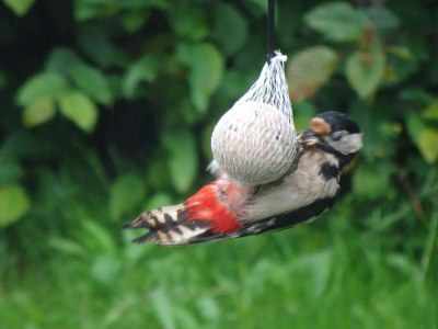 Holiday apartment "Josefine" near Trier (Germany)(7km) - Outdoor photo 9