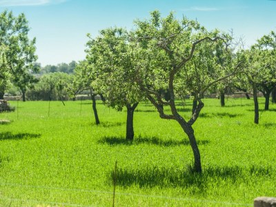 Finca Villa Bona Vista - Environment photo 25