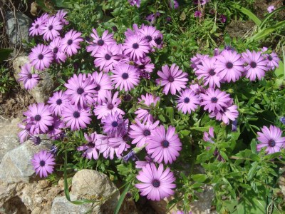 Finca Sa Figuera Blanca - Outdoor photo 21