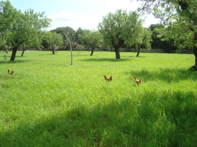 Finca Sa Figuera Blanca - Outdoor photo 22