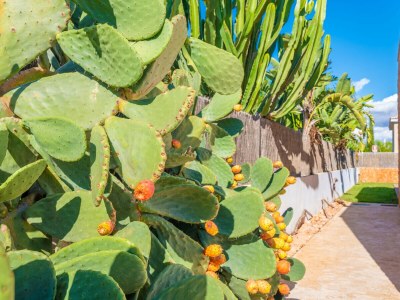 Chalet Can Bosquerró - Features photo 33