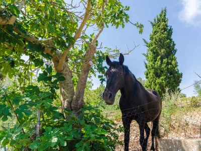 Finca Ses Pedres - 0644 - Outdoor photo 21