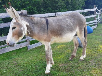 Holiday apartment Widlroither - Environment photo 14