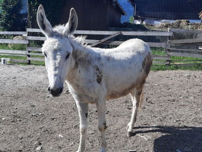 Holiday apartment Widlroither - Environment photo 15