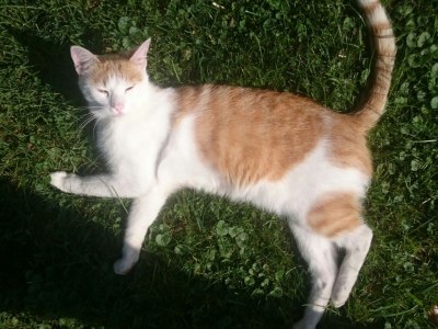 Holiday apartment Widlroither - Environment photo 18