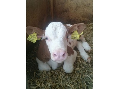 Holiday apartment Widlroither - Environment photo 19