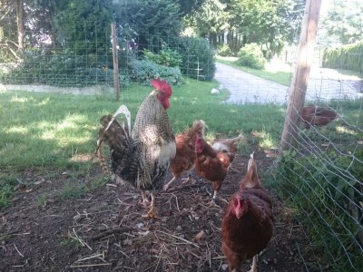 Holiday apartment Widlroither - Environment photo 20