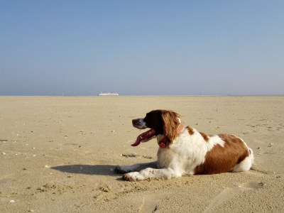 Holiday house De Nederlanden - Boodtlaan 55 - Environment photo 15