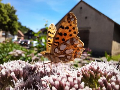 Holiday apartment Bauernhaus am Spüligbach - Outdoor photo 9