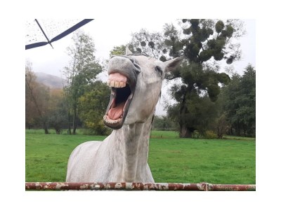 Holiday apartment Bauernhaus am Spüligbach - Environment photo 38