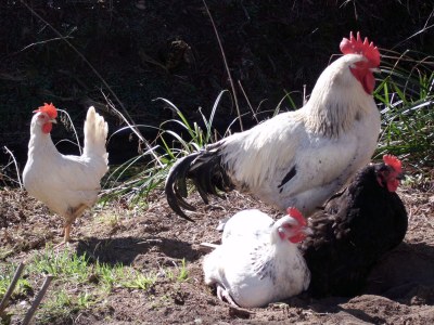 Holiday apartment Bauernhaus am Spüligbach - Environment photo 39