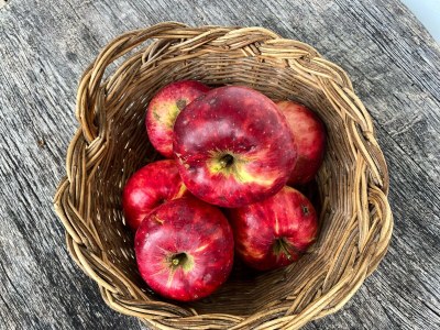 Holiday apartment Organic farm "Elfenspiegel" - Outdoor photo 11